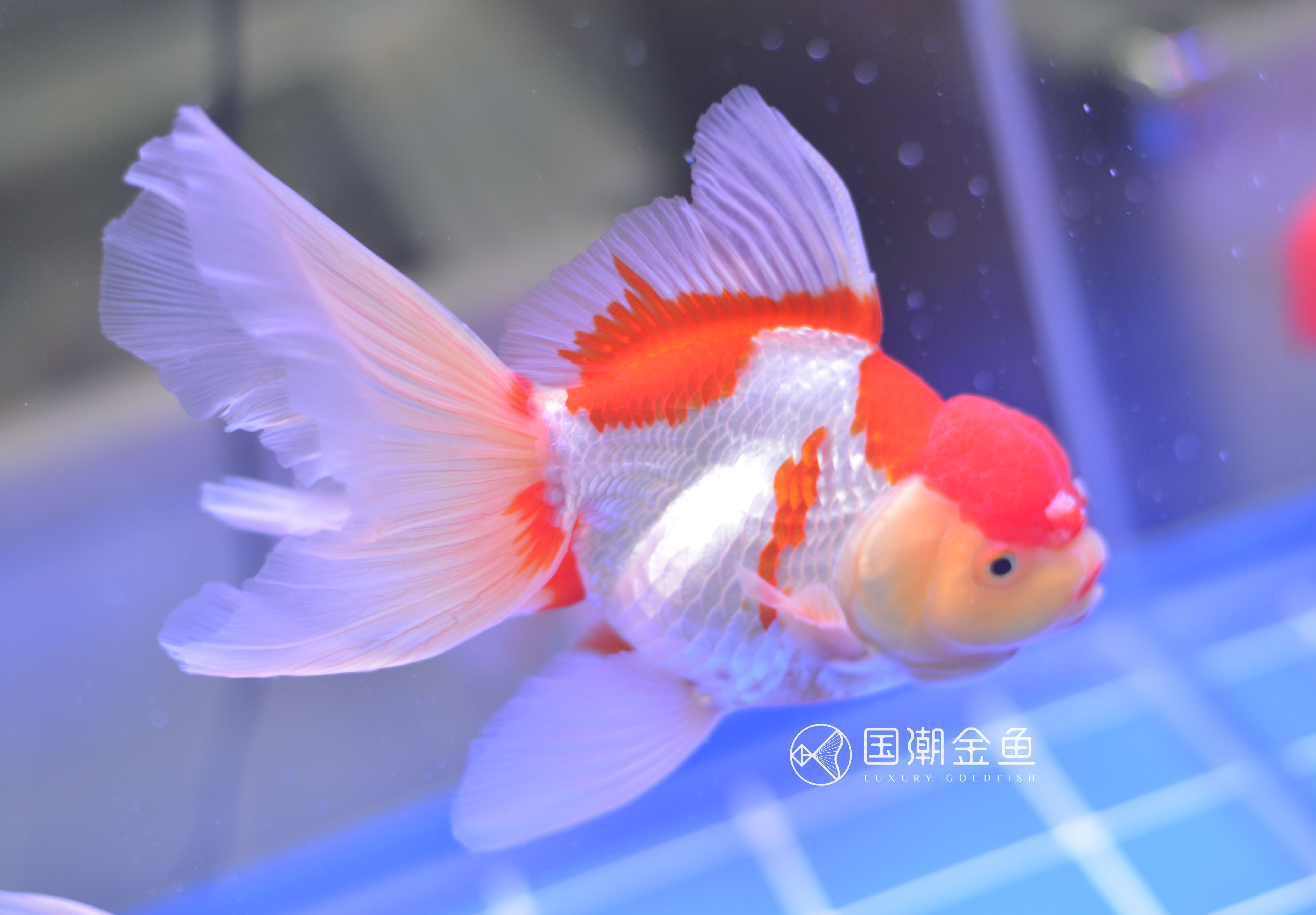 金鱼褪黑怎么回事,金鱼褪色吃什么