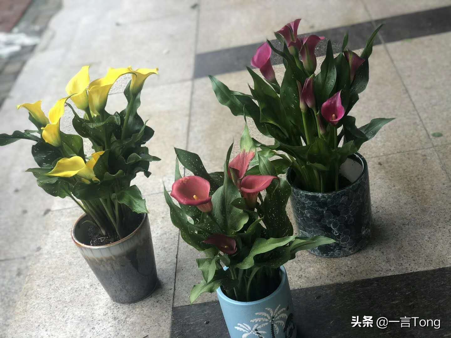 高贵雅致马蹄莲,高贵优雅马蹄莲永生花