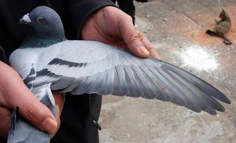 不要舍不得一定要舍得,幼鸽开家去别的鸽棚要不要淘汰