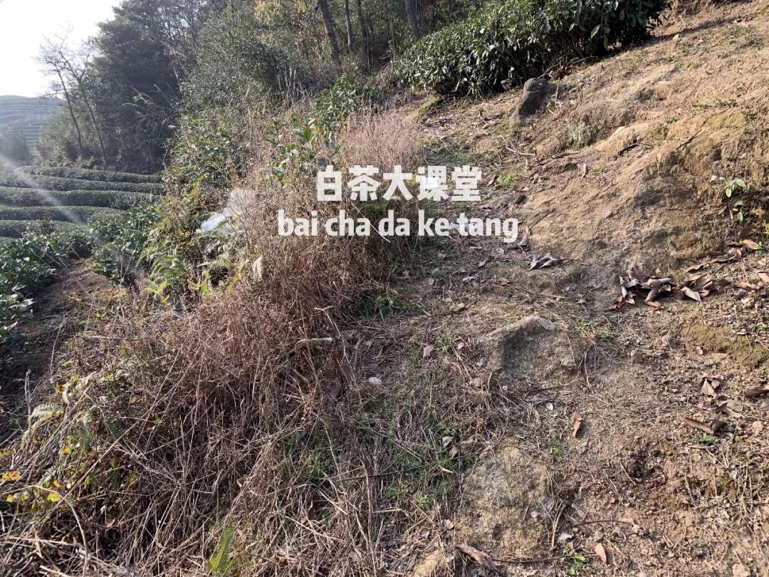 如何买茶叶别被坑,如何正确买到好茶叶