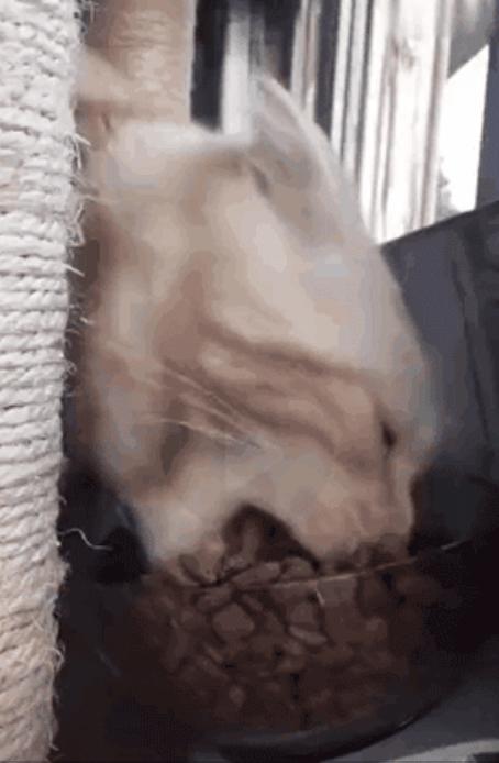 干饭猫,猫咪干饭跟饭桶一样