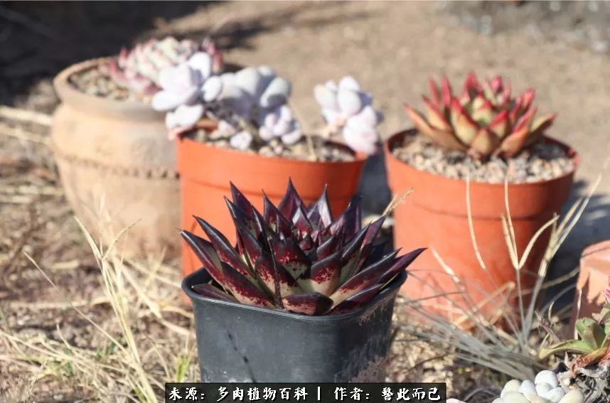 小警察的乌木：红与黑的霸气之美！