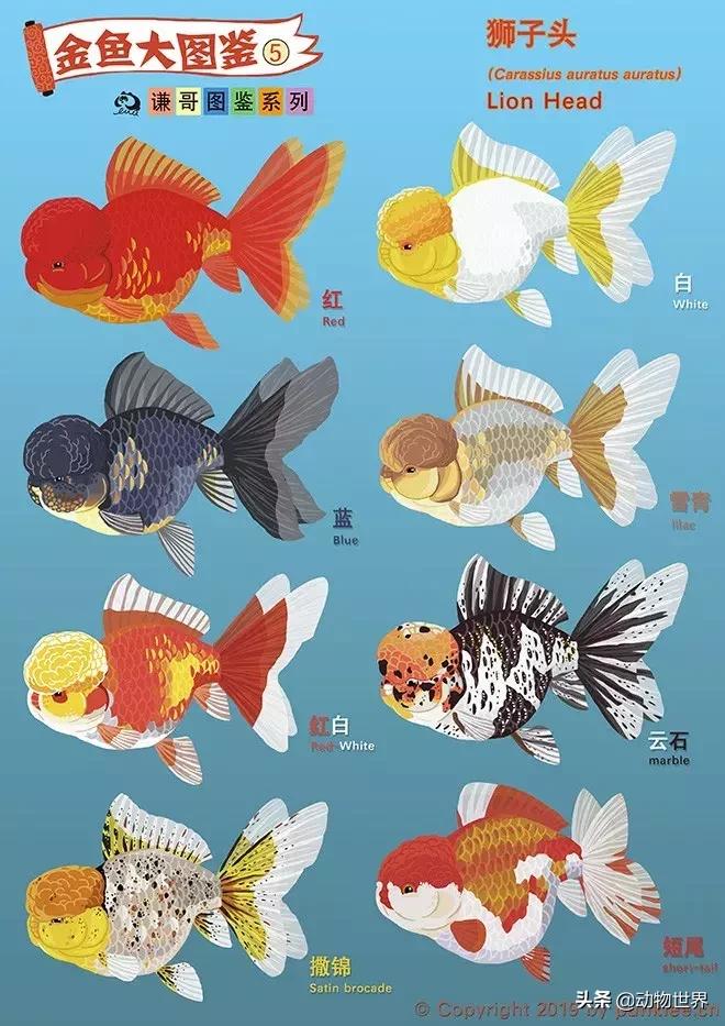 狮子金鱼品种,红头狮子金鱼