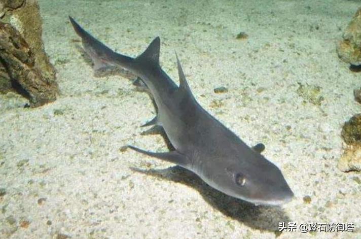 长得像鲶鱼的人戴眼镜,长得像鲶鱼的鱼很小身上有刺