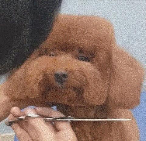 minecraft第一种鸟类,minecraft里的狗怎么才能有