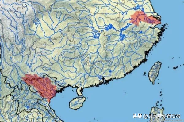 斑鳖即将灭绝人工克隆,全球仅剩3只斑鳖
