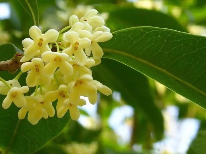 100种常见观叶植物图鉴史上最全,农村常见的100种植物