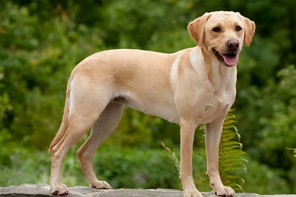 狗狗界最受欢迎的狗狗品种,最受欢迎的小型狗狗品种推荐