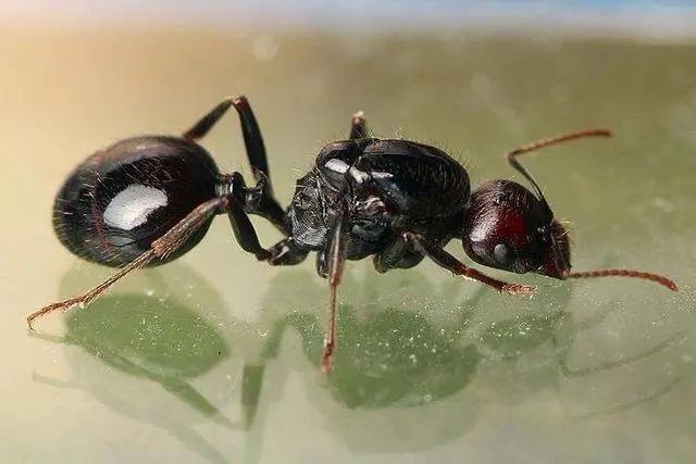 家里发现小蚂蚁黄颜色的怎么办,家里的蚂蚁放什么药消灭