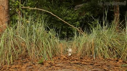 木棍怎么挖出泳池,一根棍子挖出一个游泳池