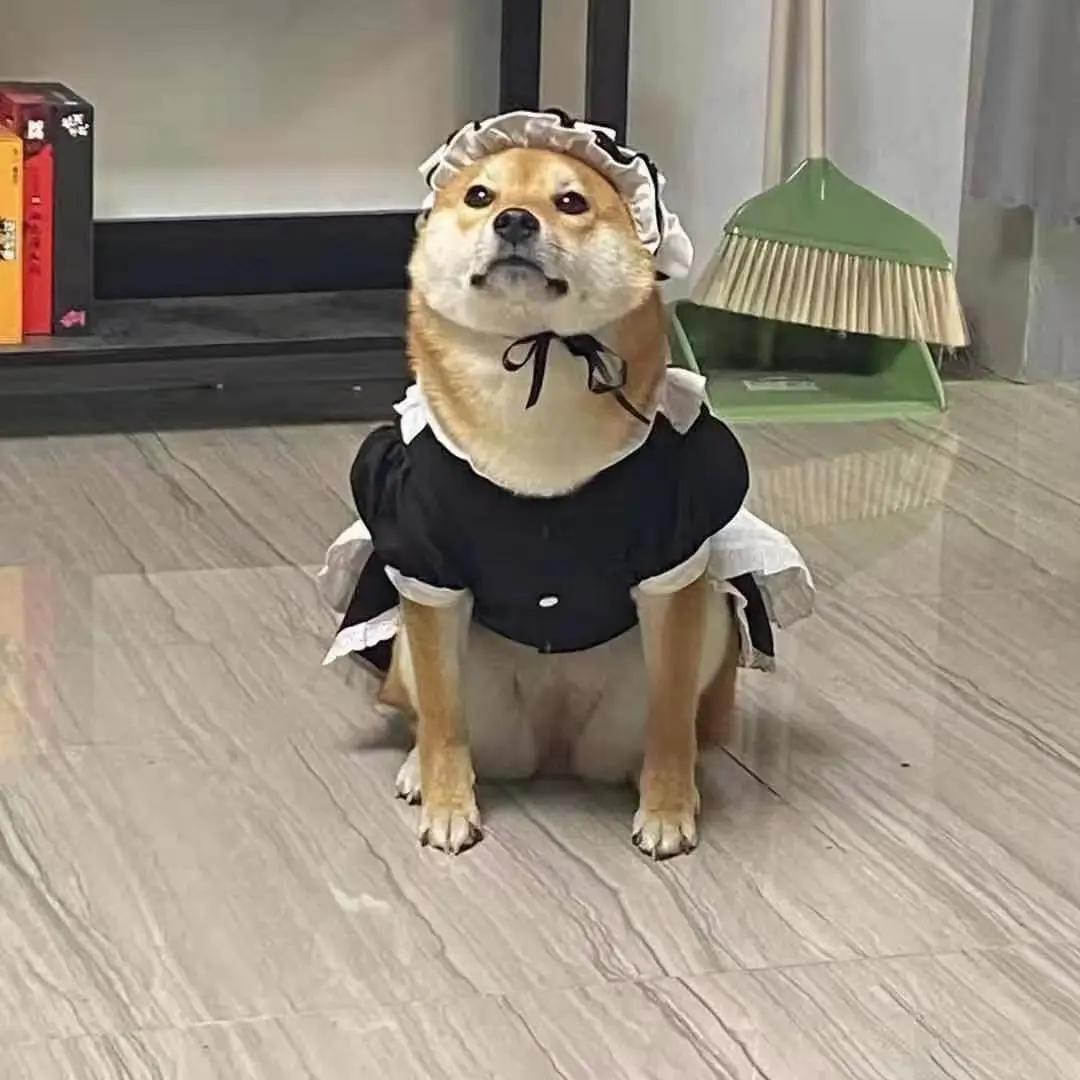 男生猛犬穿女装,男生细狗穿女装