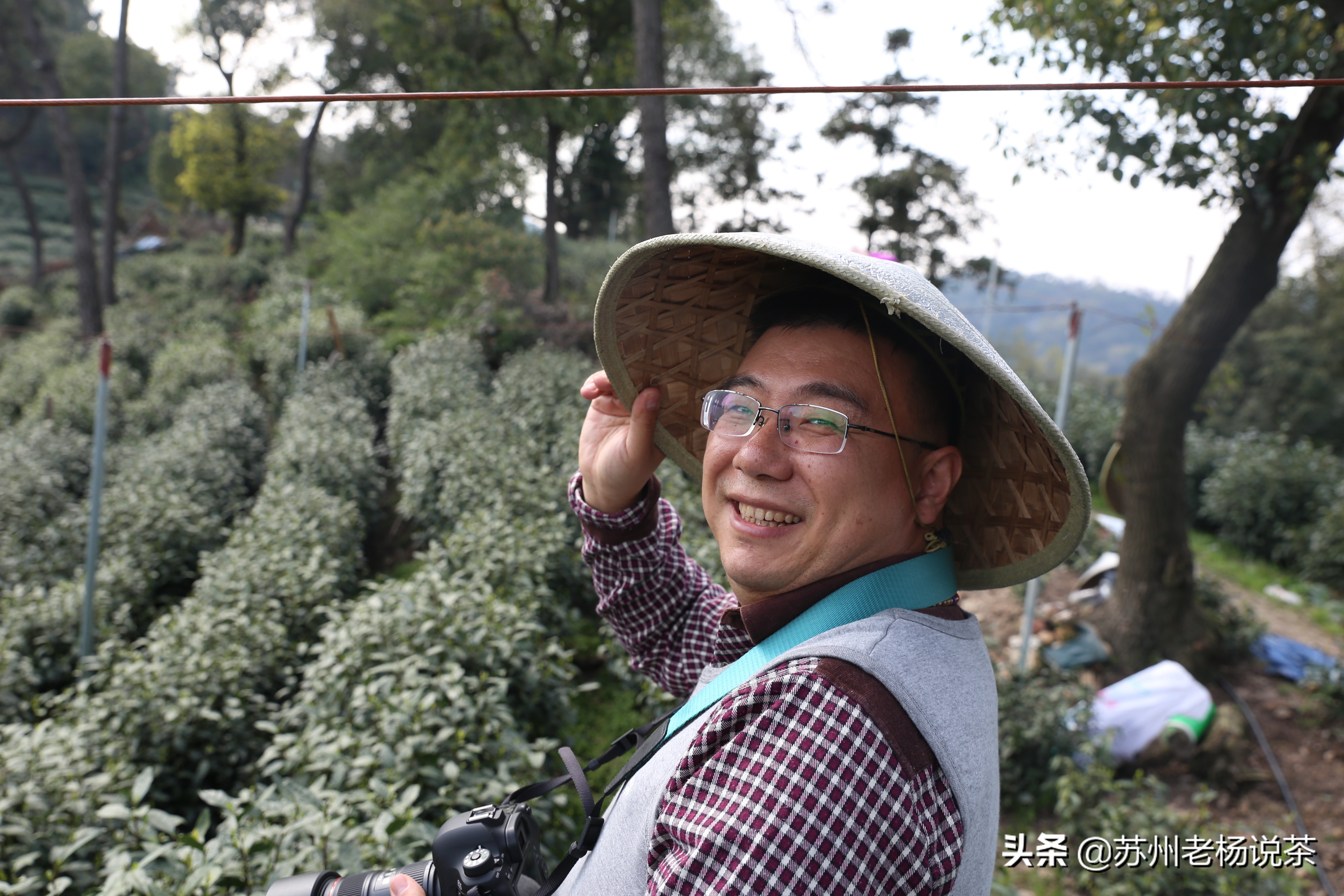 老杨说茶第一百零六期,老杨说茶福鼎白茶