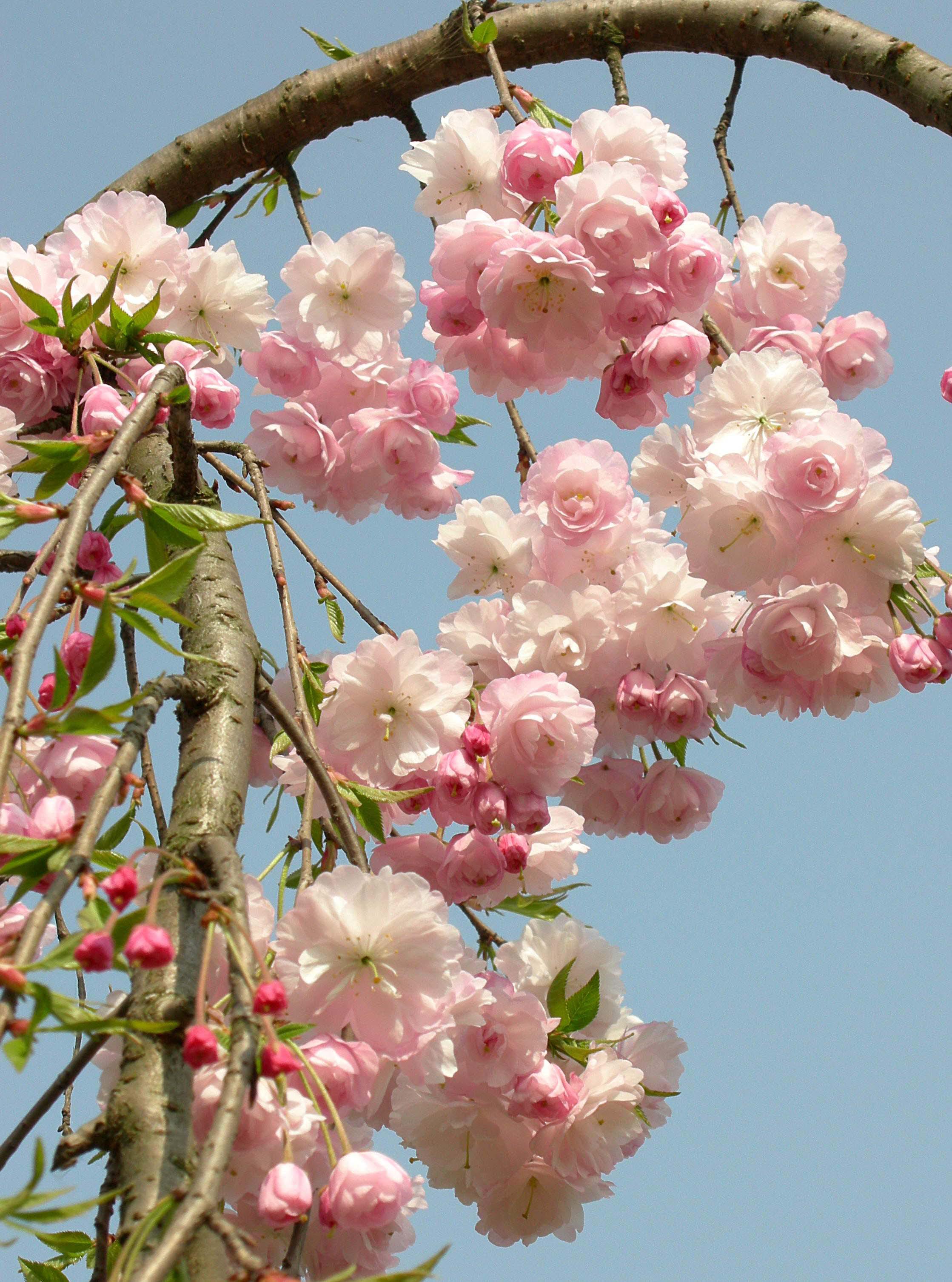 一年一度的樱花大赏,一年一度赏樱花季节又到了