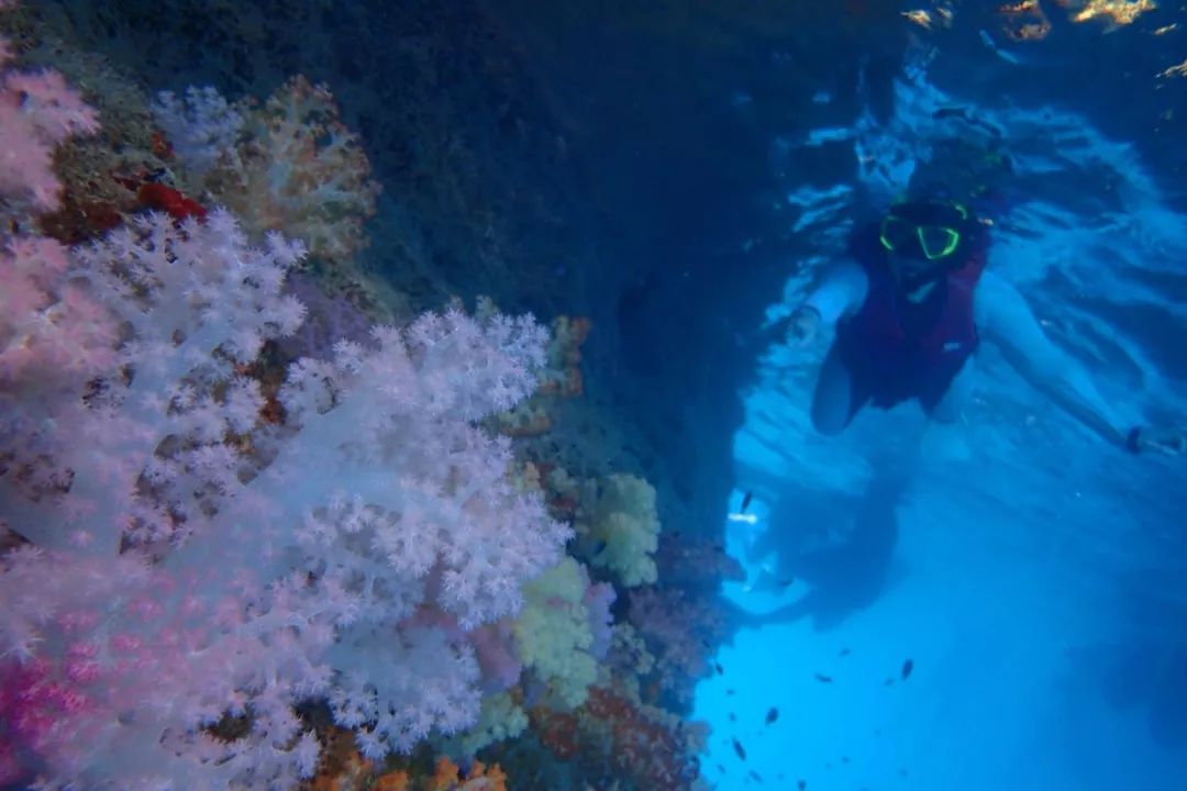 帕劳金色水母,帕劳水母旅行