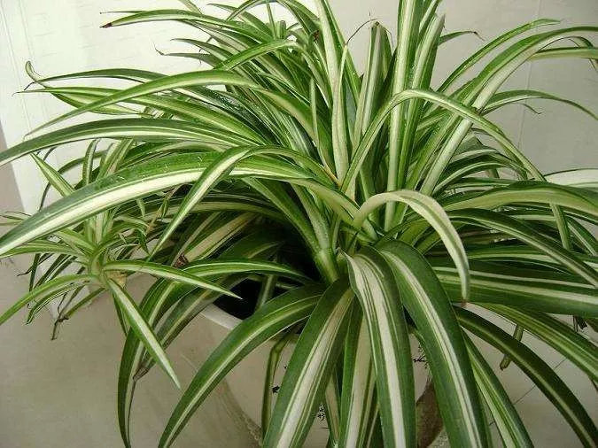 2021央视十大除甲醛植物排行榜,客厅适合摆放的十大植物除甲醛