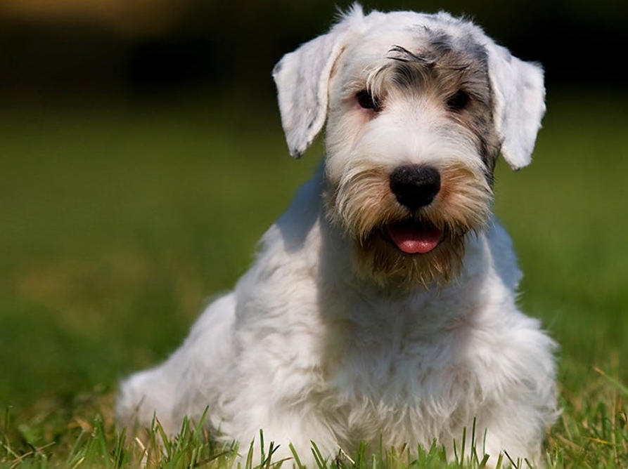 适合老年人养的狗排行榜,适合老人养的狗好养活的品种