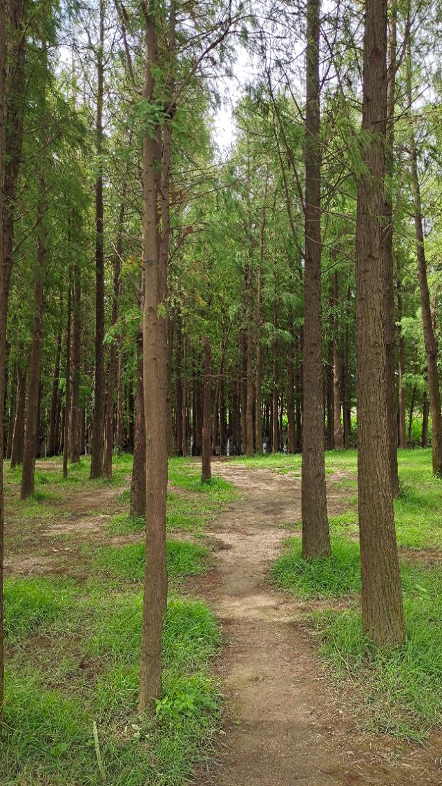 珠海井岸黄楊河湿地公园,20200927