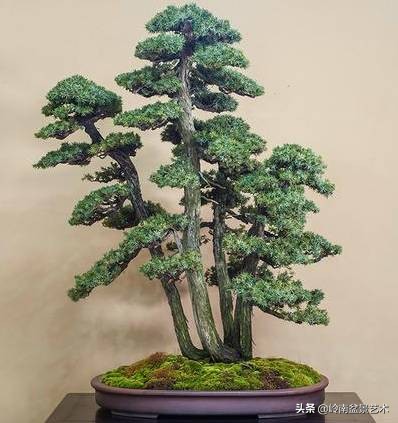 松树在水旱丛林盆景创作中的运用 (松树丛林盆景经典之作)