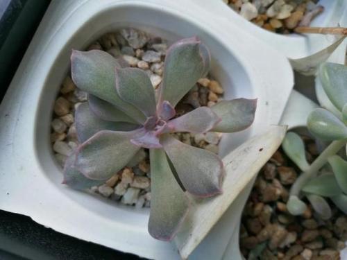 浇水后多肉还是发软,多肉发软需要浇水吗