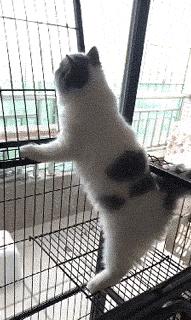 你根本不知道，养只猫有多幸福！