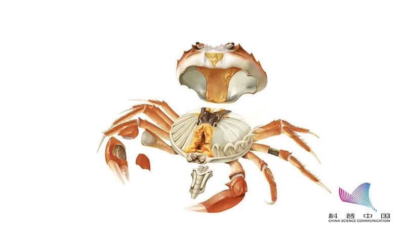 刚死的螃蟹能吃吗会有什么危害,刚刚死的螃蟹可以吃吗