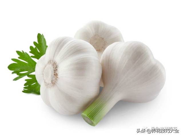 养花必备四种调料,养花最好的4种料