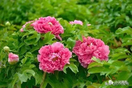 沙河市牡丹观赏地,沙河牡丹苑