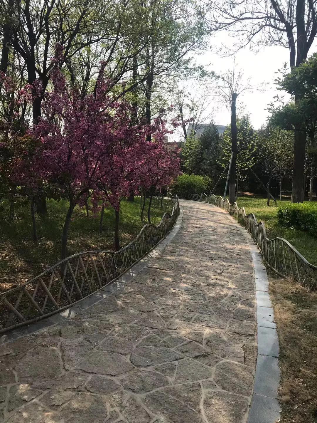 雪中飞舞的青鸟,雪中的青鸟