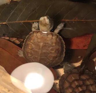 黄喉石龟图片大全,欧洲黄喉