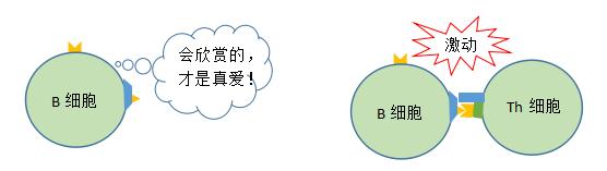 抗体怎么产生的,抗体从合成到分泌的步骤