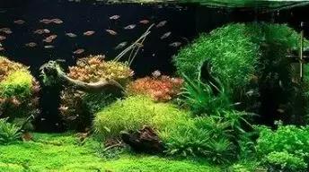 家装室内水系造景设计,家居鱼池假山布局