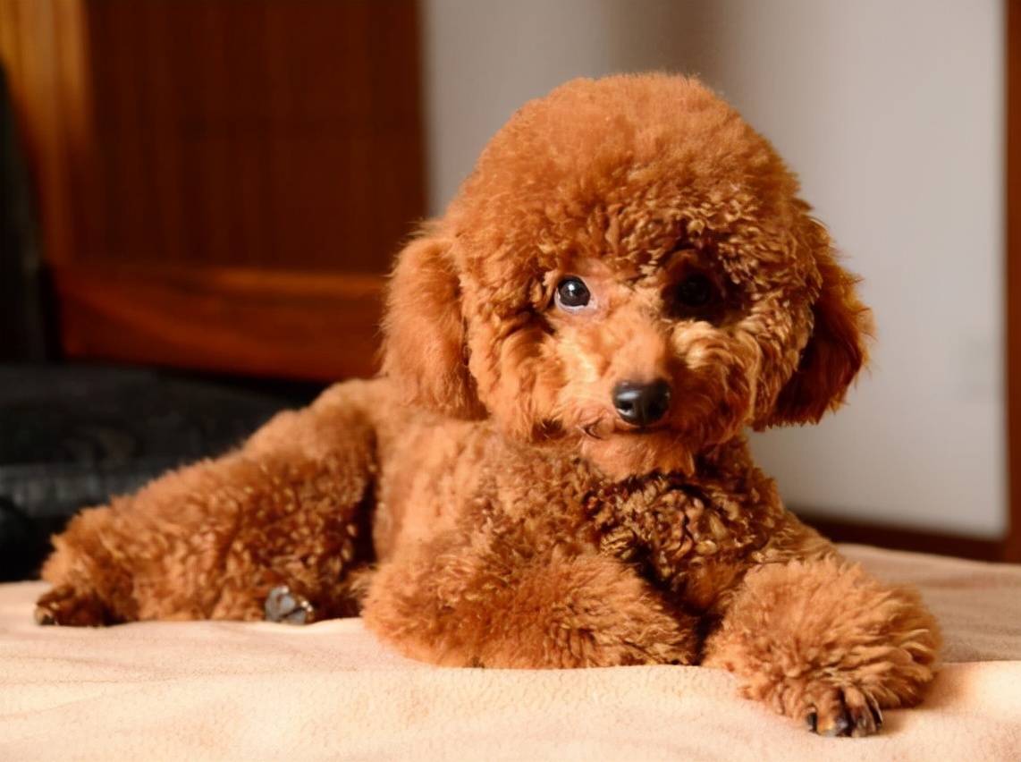 天冷了,饲养泰迪犬,主人要做好这几点