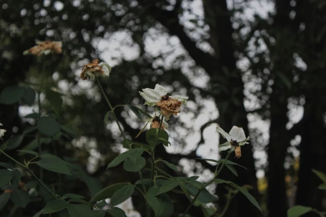 绍兴柯桥花间堂,花间堂酒店绍兴
