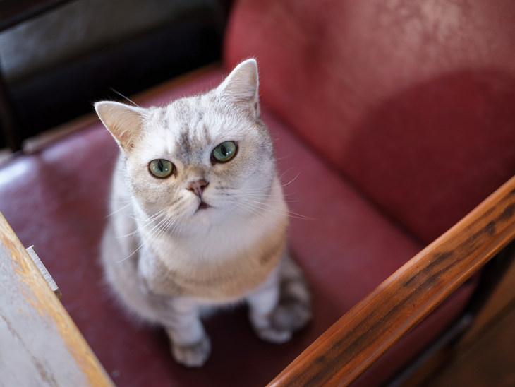 富士gfx50s2代中画幅相机值得买吗,富士中画幅相机gfx50sii测评