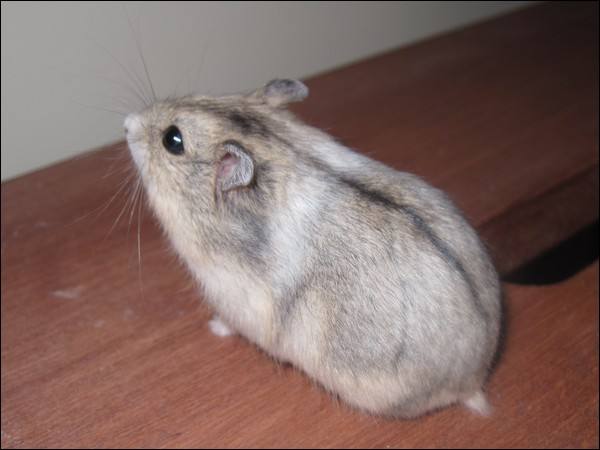 仓鼠怎么养才便宜,仓鼠最便宜的养法