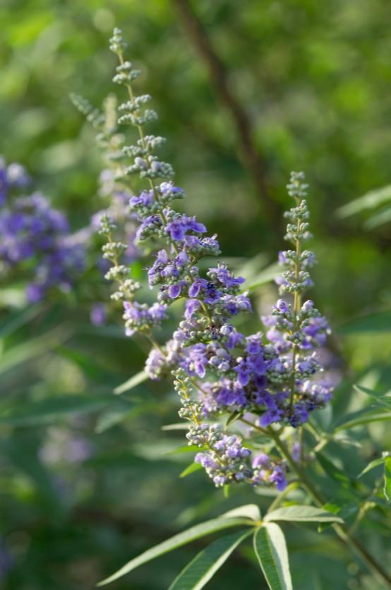 适合花园的小型树木,适合自家花园种植的树木花卉