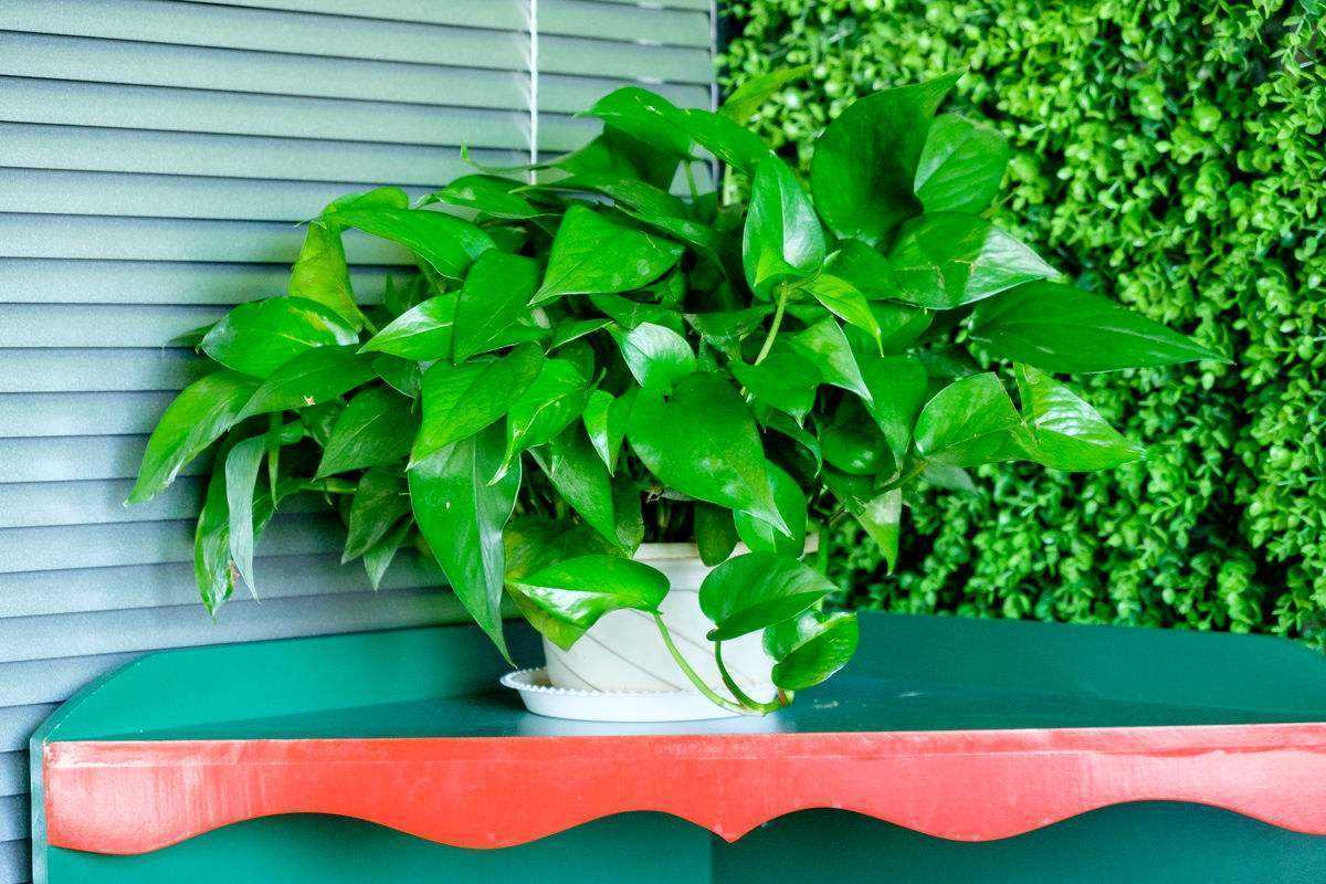 你养的绿萝为什么总是黄叶烂根,绿萝出现烂根黄叶是什么原因