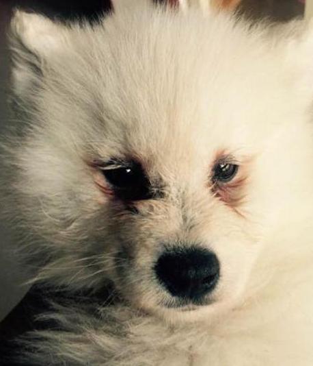 喜欢萨摩耶的人,喜欢萨摩耶的人是什么性格