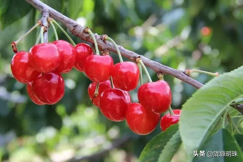 西安摘樱桃的地方推荐附近,西安周边摘樱桃去哪里