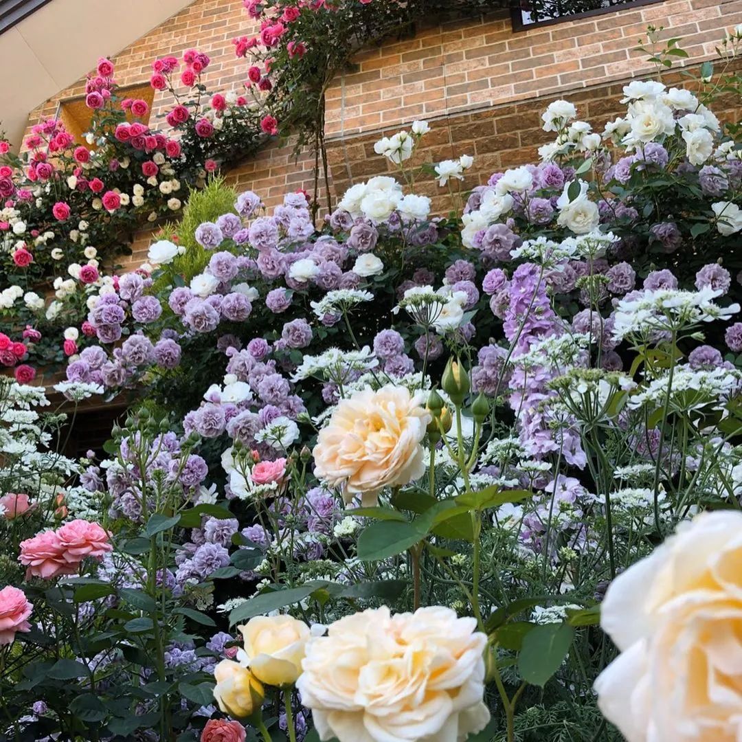 太毒了！“别人家”的月季花园，美到让人窒息