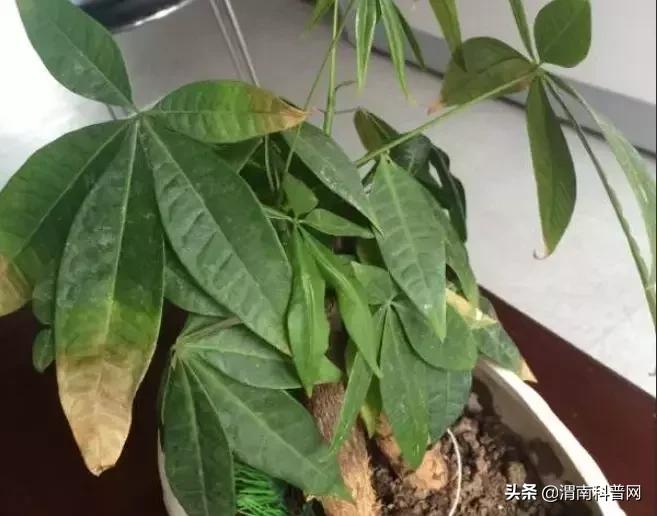 妞嶇墿鍡栧棖闀跨垎鐩嗕笉榛勫彾,鍏绘鐗╀竴涓槦鏈熶笉姝荤殑绉樻柟