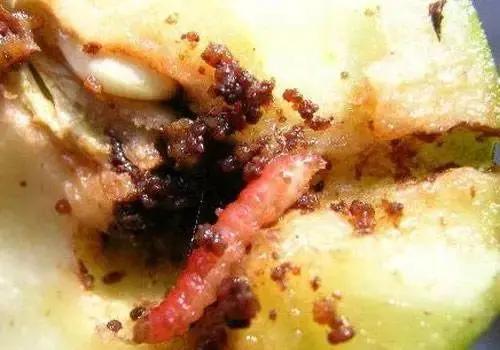怎么样防治桃小食心虫,梨小食心虫蛀果过程