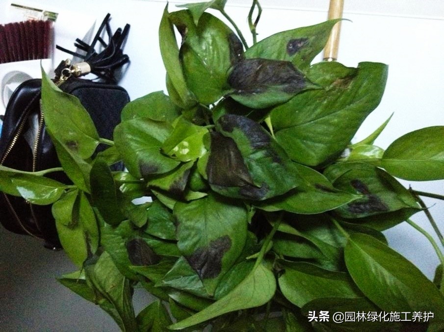 绿萝叶子发紫快速补救方法,绿萝叶子冬天蔫了变软怎么回事