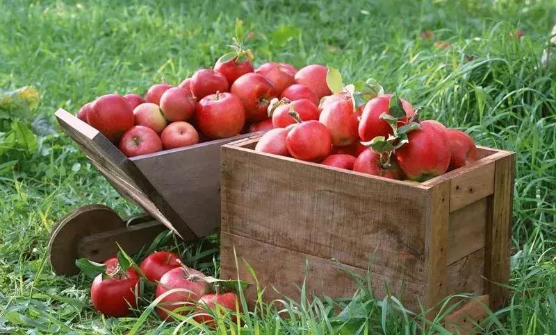 金秋采摘正当时!山东这十种田间美味错过再等一年!