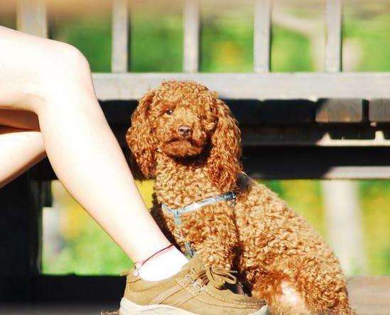 有人说泰迪是最烦人的狗狗,养泰迪犬的十大坏处