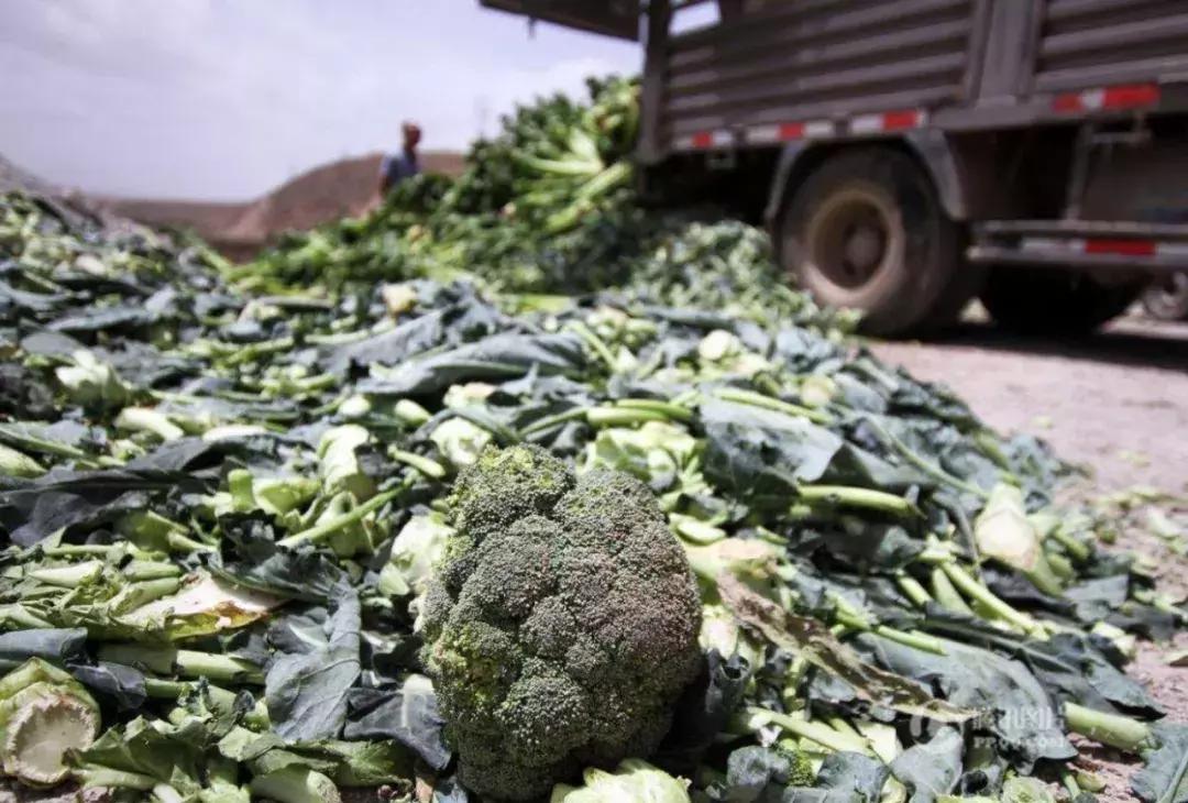 如果种了很多菜怎么快速卖,蔬菜滞销最快的解决方法