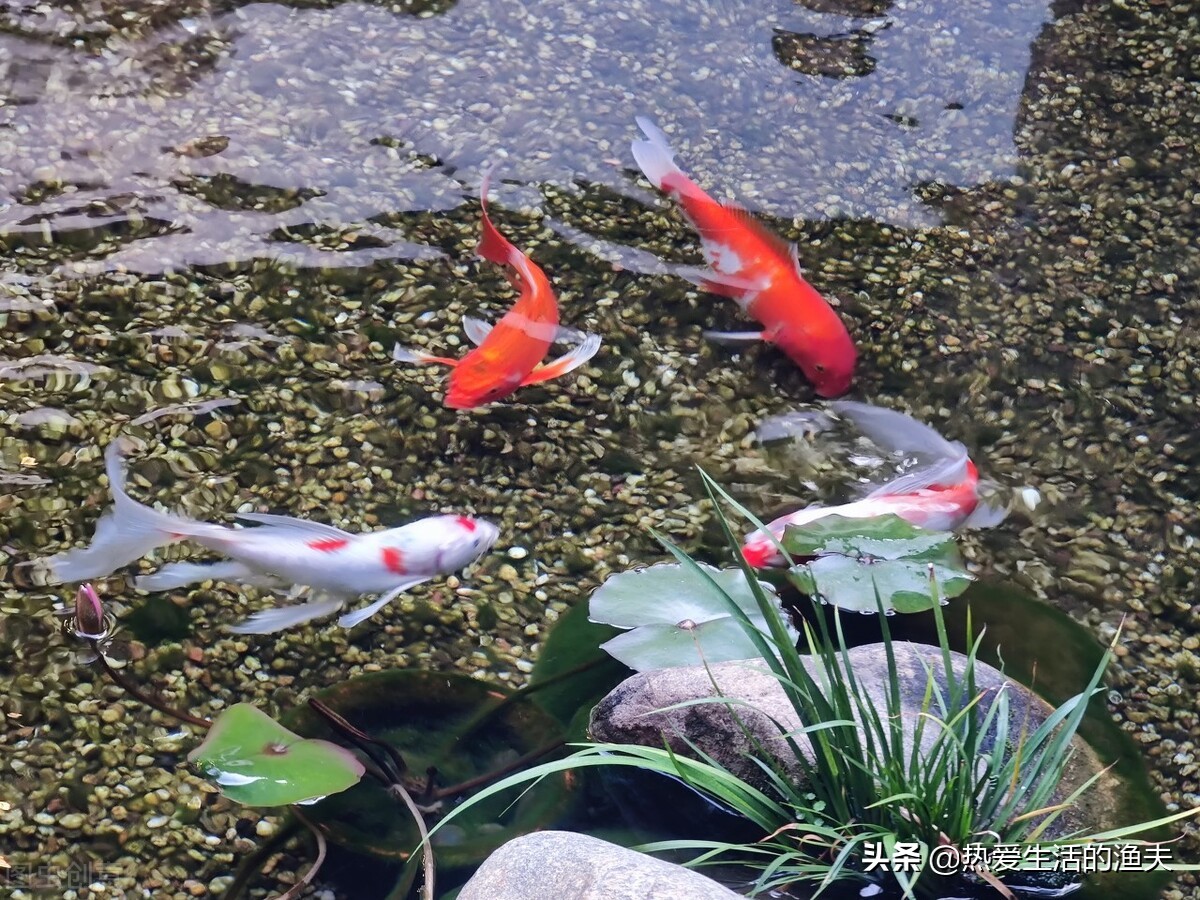 养金鱼没有鱼食怎样喂,给金鱼喂食的时候金鱼是怎么吃的