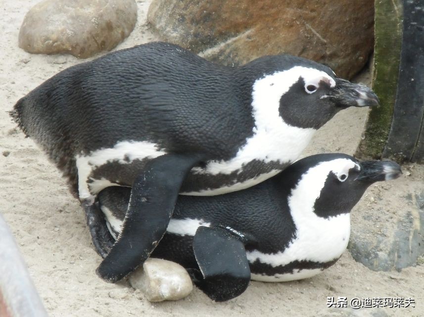 企鹅到底算不算鹅呢,企鹅是一群好的鹅吗