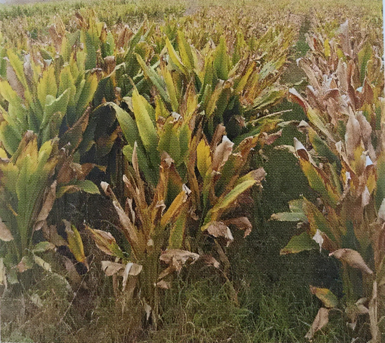 草药莪术的功效与作用,醋莪术行气破血什么意思