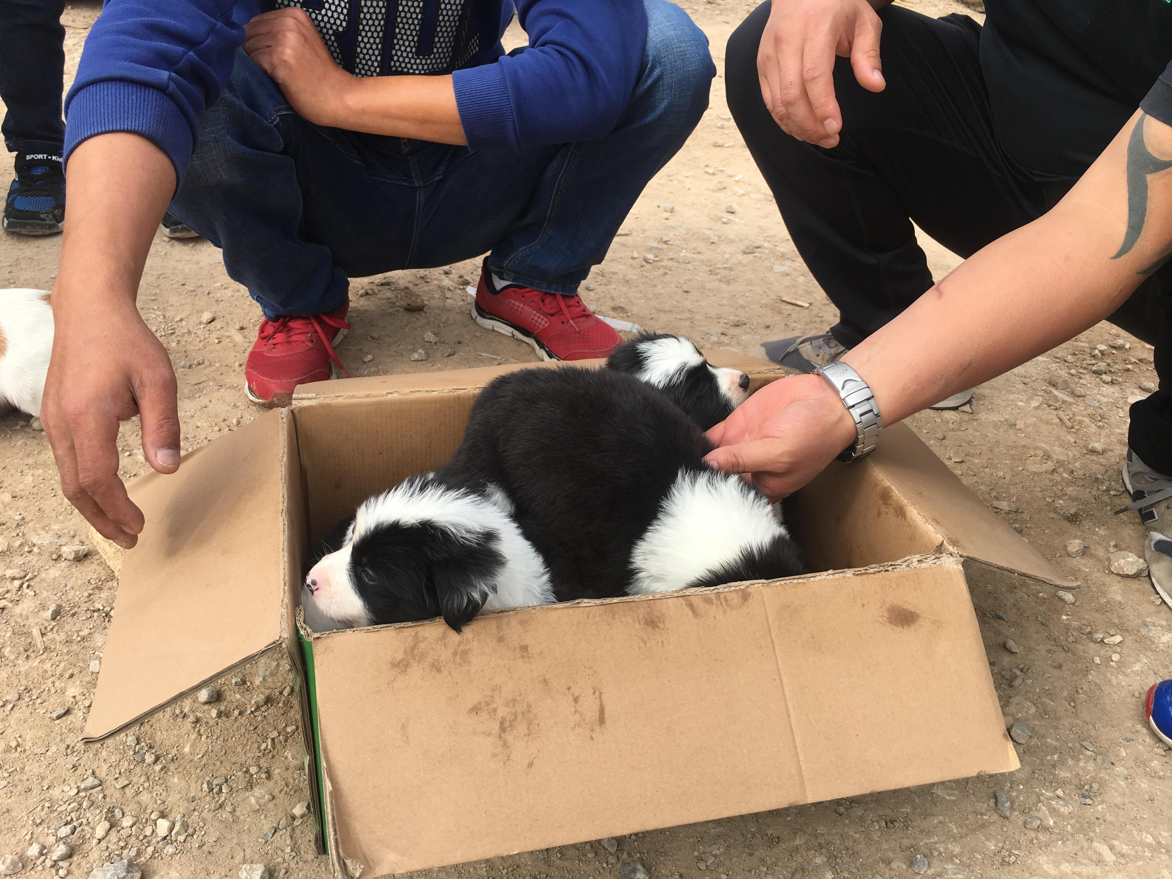 男子买一只狗4000元,开封狗市边境牧羊犬出售